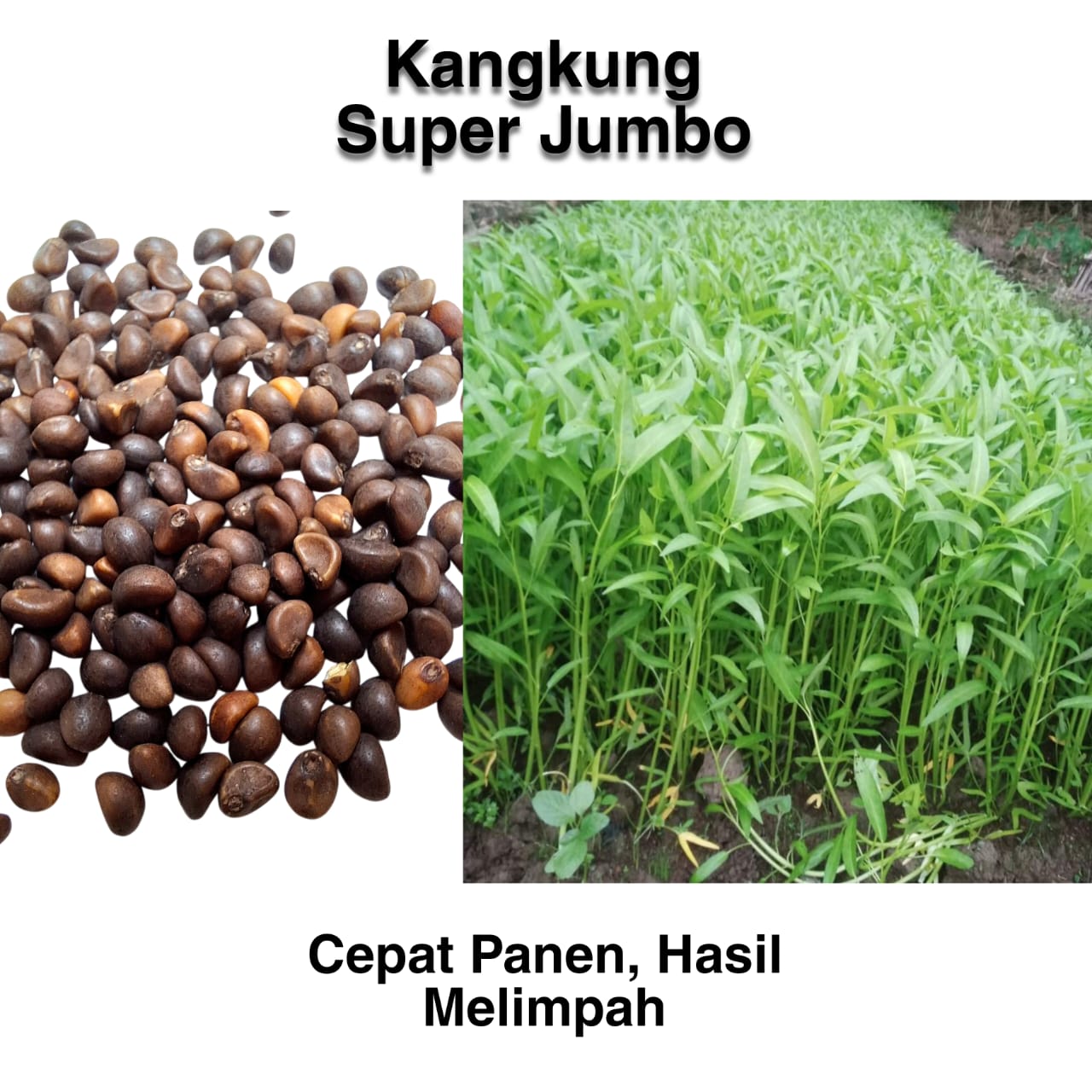 Jual Makna Warna Kuning Dalam Logo Terbaru - Nov 2024 | Lazada.co.id