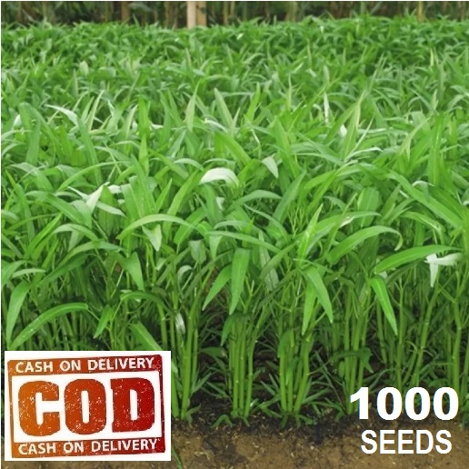 	 KANGKUNG - 1000 pcs biji / benih / bibit TANAMAN KANGKUNG / KANGKUNG CABUT - ( BIBIT UNGGUL ) bibit sayur mudah tumbuh TOKO CANTIK 999 - BISA BAYAR DI TEMPAT	