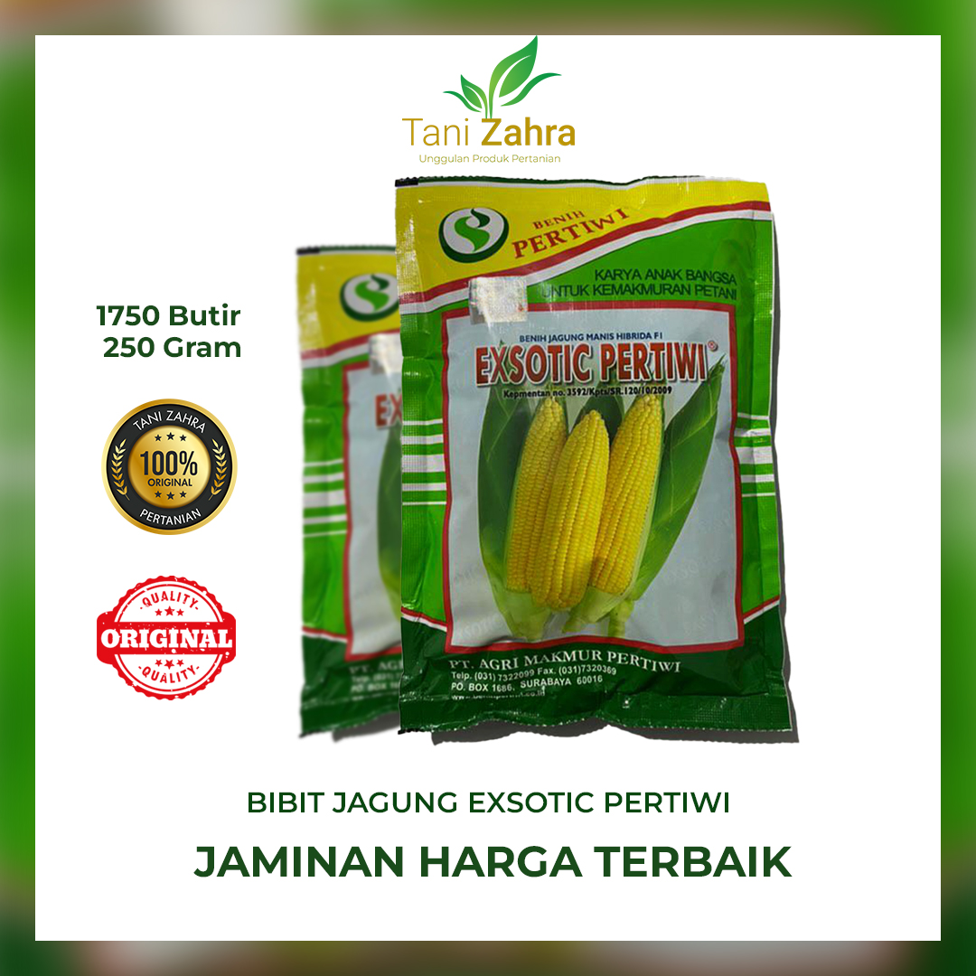 Benih Bibit Jagung Manis Exotic exsotic F1 1750 Butir 250 Gram Original Benih Pertiwi Harga 115,000 rupiah*Gratis Ongkir