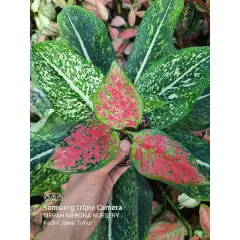 DUD ANJAMANI dud anja aglonema murah aglaonema mirip red anjamani mmnursery merah merona nursery pot