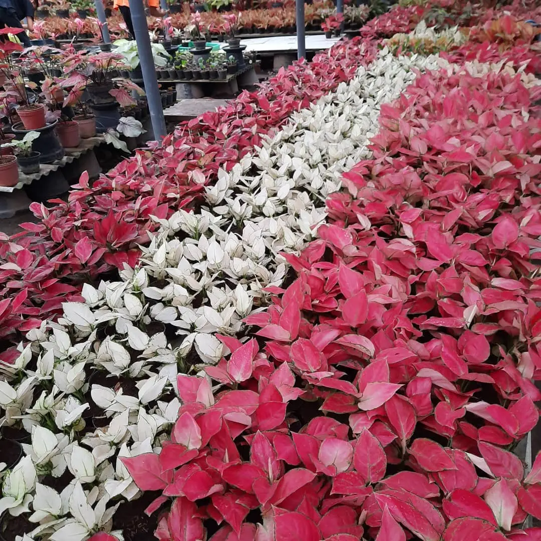 Featured image of post Bonggol Aglonema Red Anjamani Jenis aglonema ini sangat indah dengan daun merah cerah yang menakjubkan dengan beberapa bintik dan bingkai hijau tua