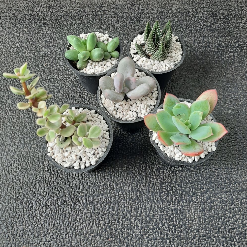 paket kaktus sukulen MINI 5 Pot plus batu komplit
