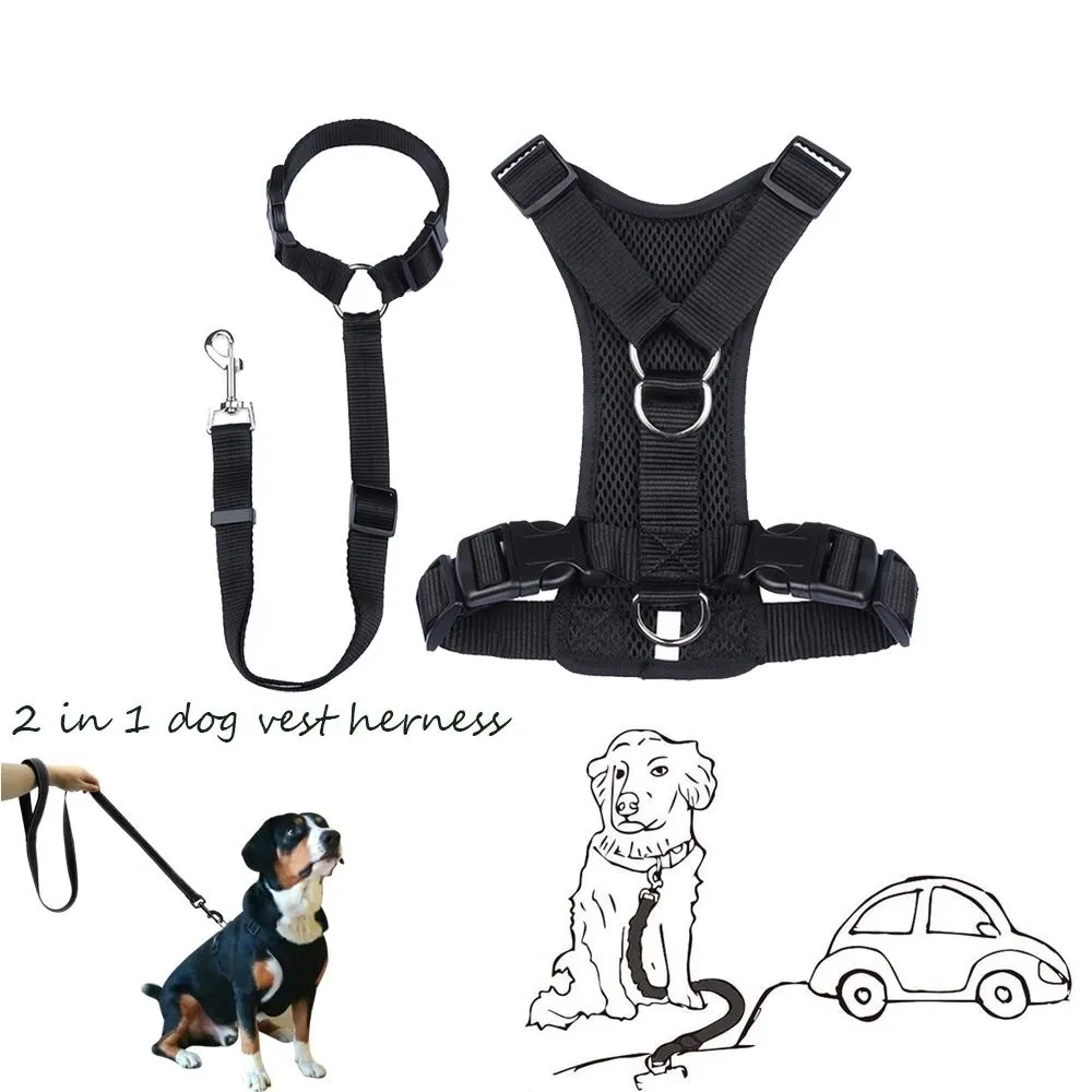 dog leash without collar