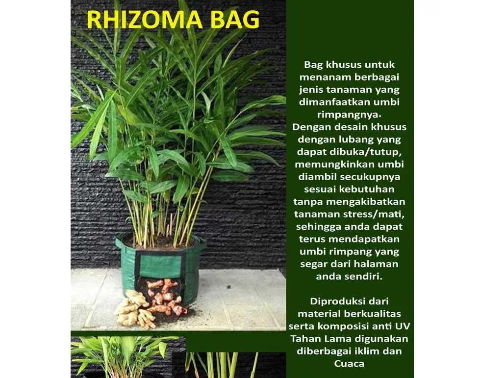 Polybag Pot Bibit Tanaman Rimpang Jahe Kunyit Kencur Lengkuas Rhizoma Planter Bag Planterbag Lazada Indonesia