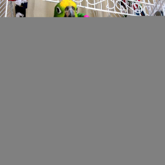 100CM Swing Exercise Rainbow Hamster Parrot Parakeet Toy WoodenBird Ladder