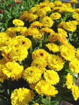 Amefurashi Benih Bunga Calendula Bon Bon Yellow Oktober 2019 - 2 Amefurashi Benih Bunga Calendula Bon Bon Yellow - 2