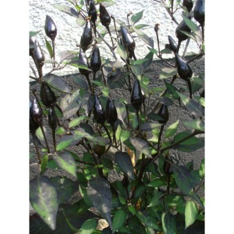 Amefurashi Benih Cabe Royal Black Pepper Juli 2019 - 2 Amefurashi Benih Cabe Royal Black Pepper - 2
