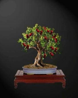 berisi 1 biji benih bonsai buah lychee