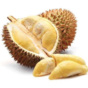 BIbit Buah Durian D24 Oktober 2019 - 2 BIbit Buah Durian D24 - 2