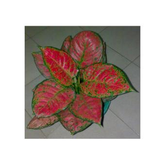bibit eksotic aglonema dut anjamani lazada indonesia bibit eksotic aglonema dut anjamani lazada indonesia
