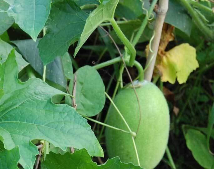 BIJI BENIH BUAH ANGGUR MERAH BERISI 14 BUTIR Home Biji Benih Buah Anggur .