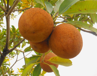 Biji Benih Buah Ciplukan Kuning Berisi 10 Butir Daftar Update Source biji benih .