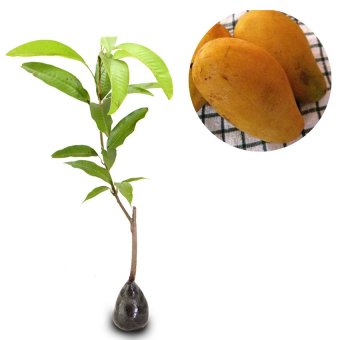 kebunbibit tanaman buah mangga chokanan 60cm lazada indonesia kebunbibit tanaman buah mangga chokanan 60cm lazada indonesia