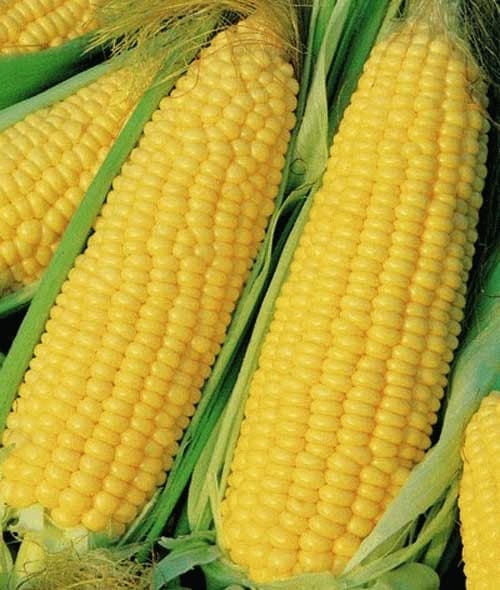 Jual Benih Jagung Manis Madu Terbaru  Lazada.co.id