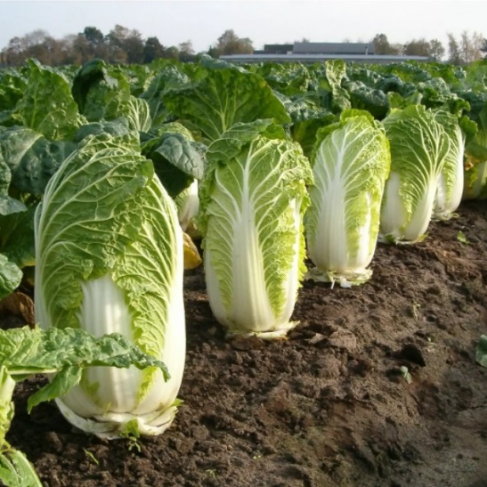 	 SAWI PUTIH 25 biji bibit seed seeds Benih Sawi Putih Autumn Sun F1 Dataran Rendah Sayur Slobor Unggul Bibit Tanaman Sayuran Seribuan TOKO999	