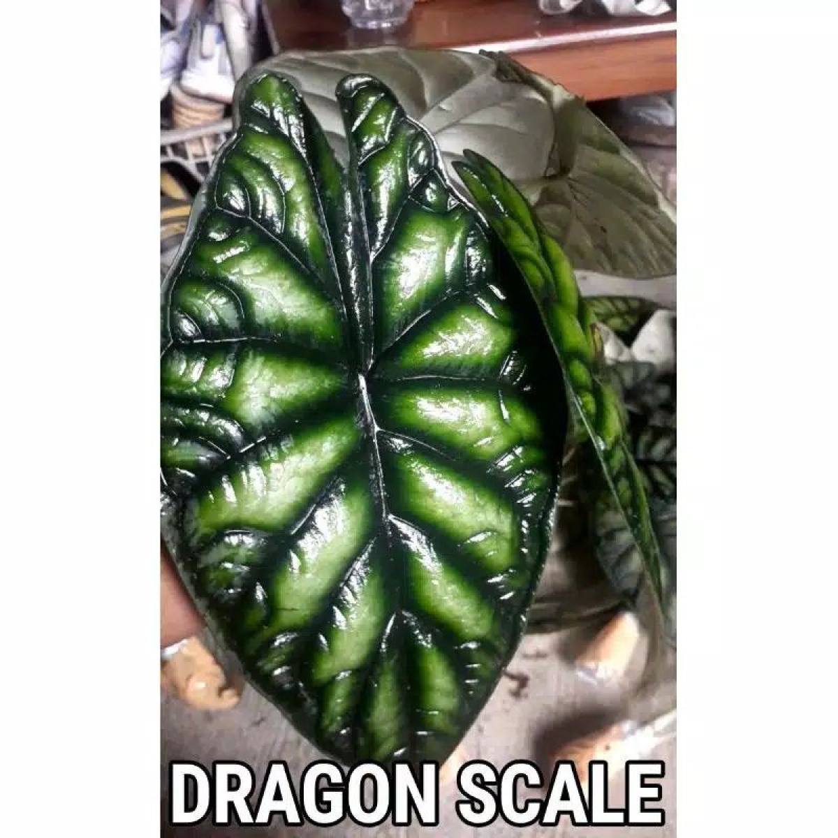 Алоказия Dragon Silver Scale