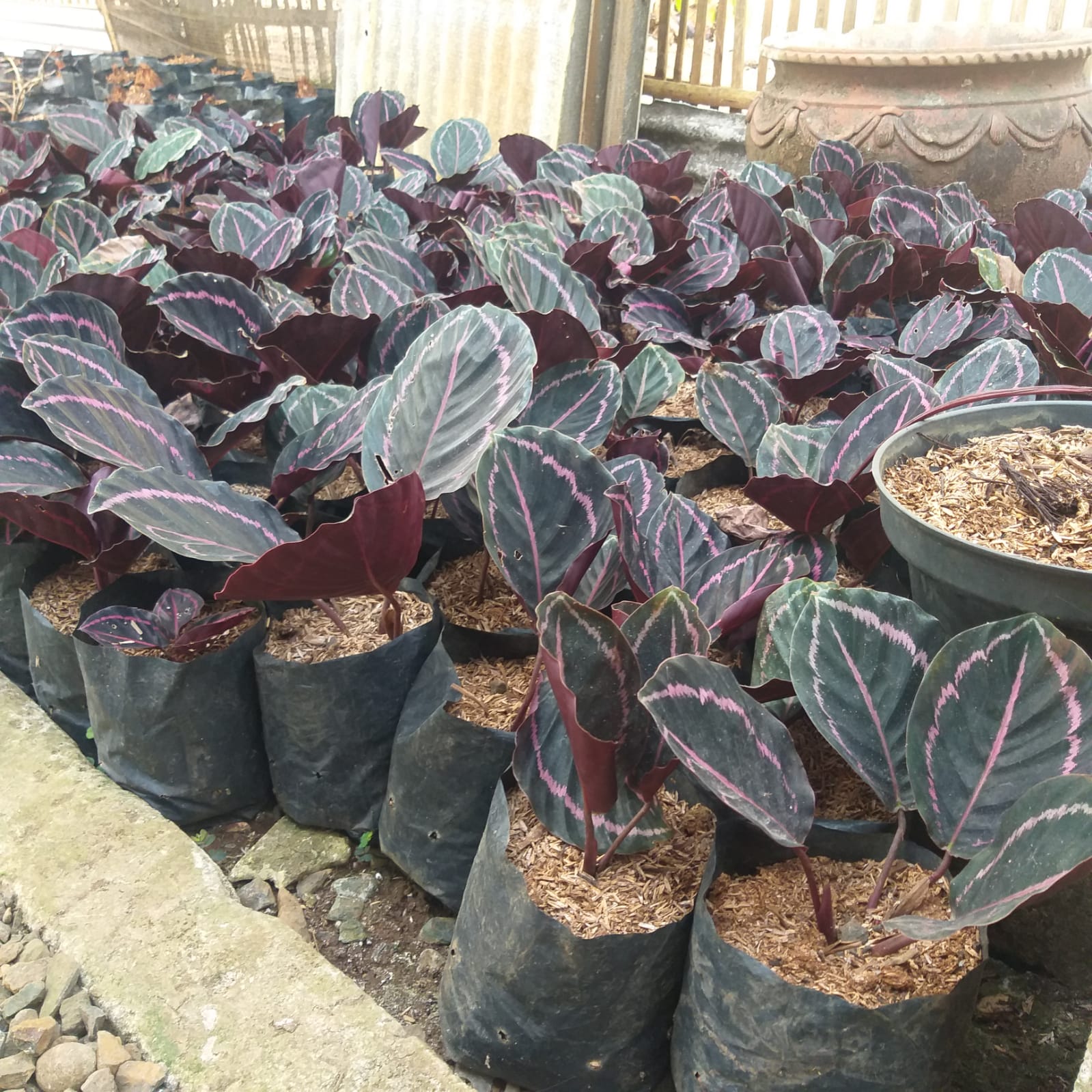 Calathea Black Lipstik Tanaman Hias Indoor Dan Outdoor | Lazada Indonesia