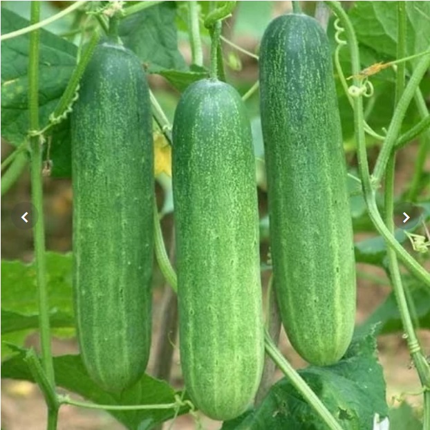 	 TIMUN LALAP 18 - 20 biji bibit seed seeds Benih Timun Lalap Hijau Vanesa F1 Cap Panah Merah Unggul Berkualitas Bibit Sayur Sayuran Seribuan TOKO999	