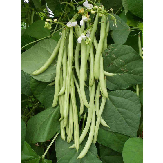 	 BUNCIS BIJI PUTIH 25 biji bibit seed seeds Benih Buncis Putih Sayuran Unggul Berkualitas - Bibit Tanaman Sayur Seribuan TOKO999	