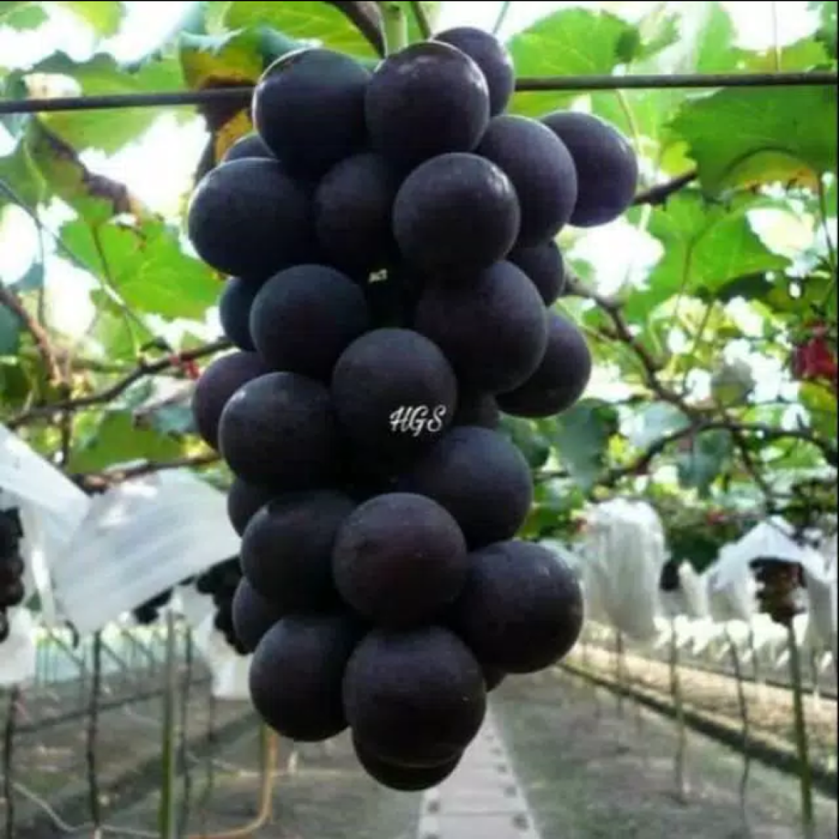 Черный виноград бычий глаз