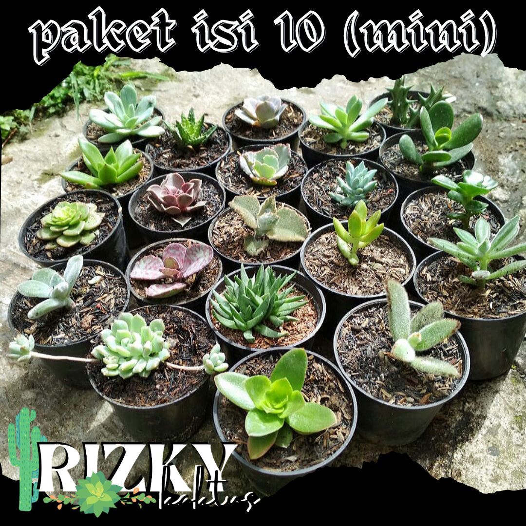 paket tanaman hias kaktus sukulen 10 pot