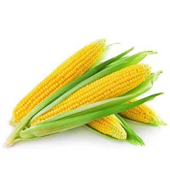  Bibit Tanaman Sayur dan Buah 