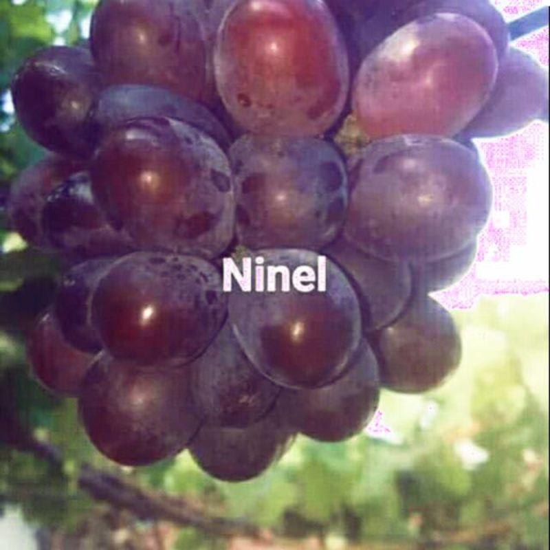 Ninel anggur 6 Keunggulan