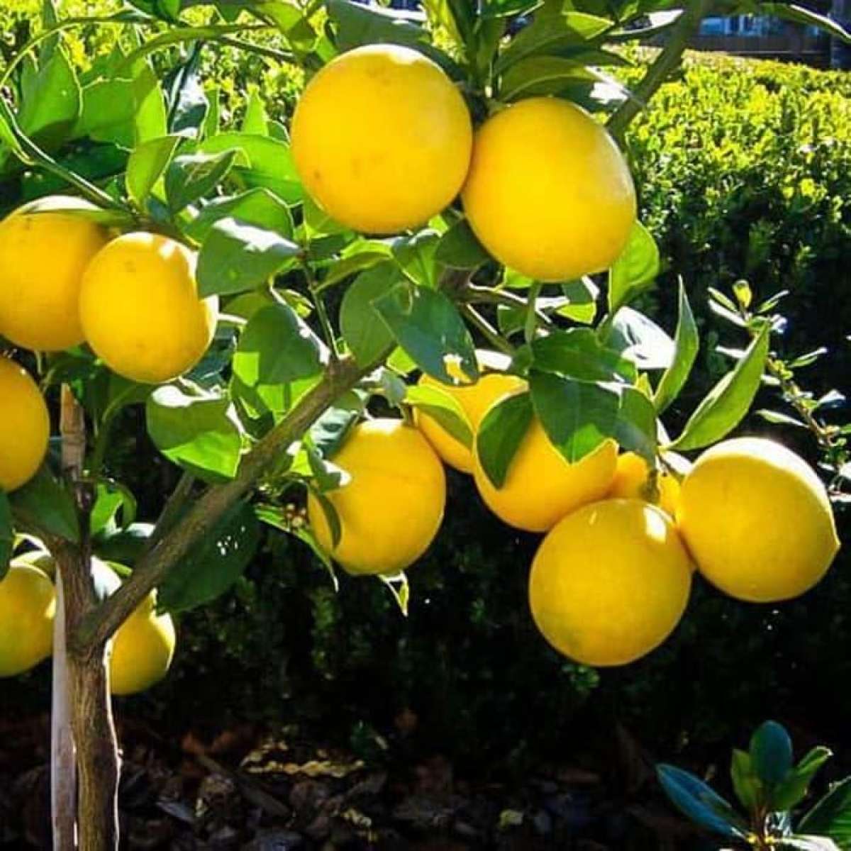 фото лимона лисбон сорт