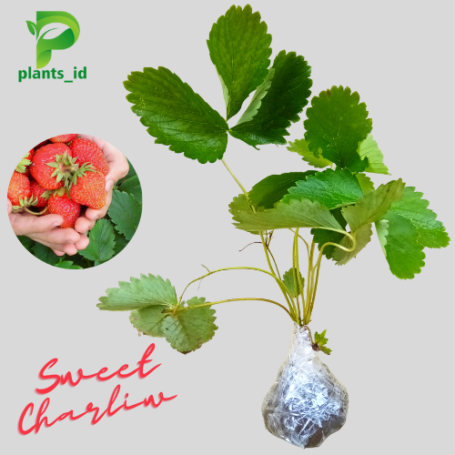 	 Bibit Benih Strawberry Sweet Charlie Tanaman Strawberry Unggul Jenis Sweet Charlie Tanaman Buah Stroberi	