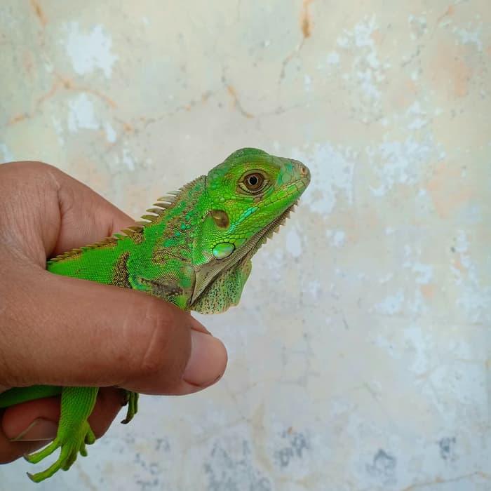Kandang Iguana Baby Membeli Jualan Online Kandang Dengan Harga