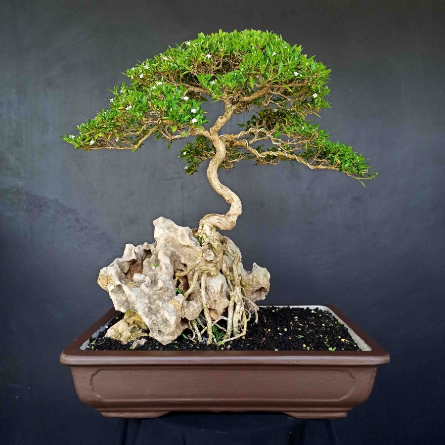 Tanaman BerBunga Serbin Seribu Bintang On The Rock Matang Bonsai Di Atas Batu Karang - Lazada | Lazada Indonesia