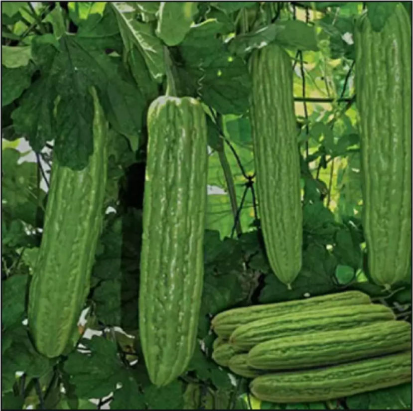 	 PARE BESAR 1 biji bibit seed seeds Benih Pare Hibrida F1 Sayuran Pahit Besar Komando - Bibit Tanaman Sayur Seribuan Berkualitas TOKO999	