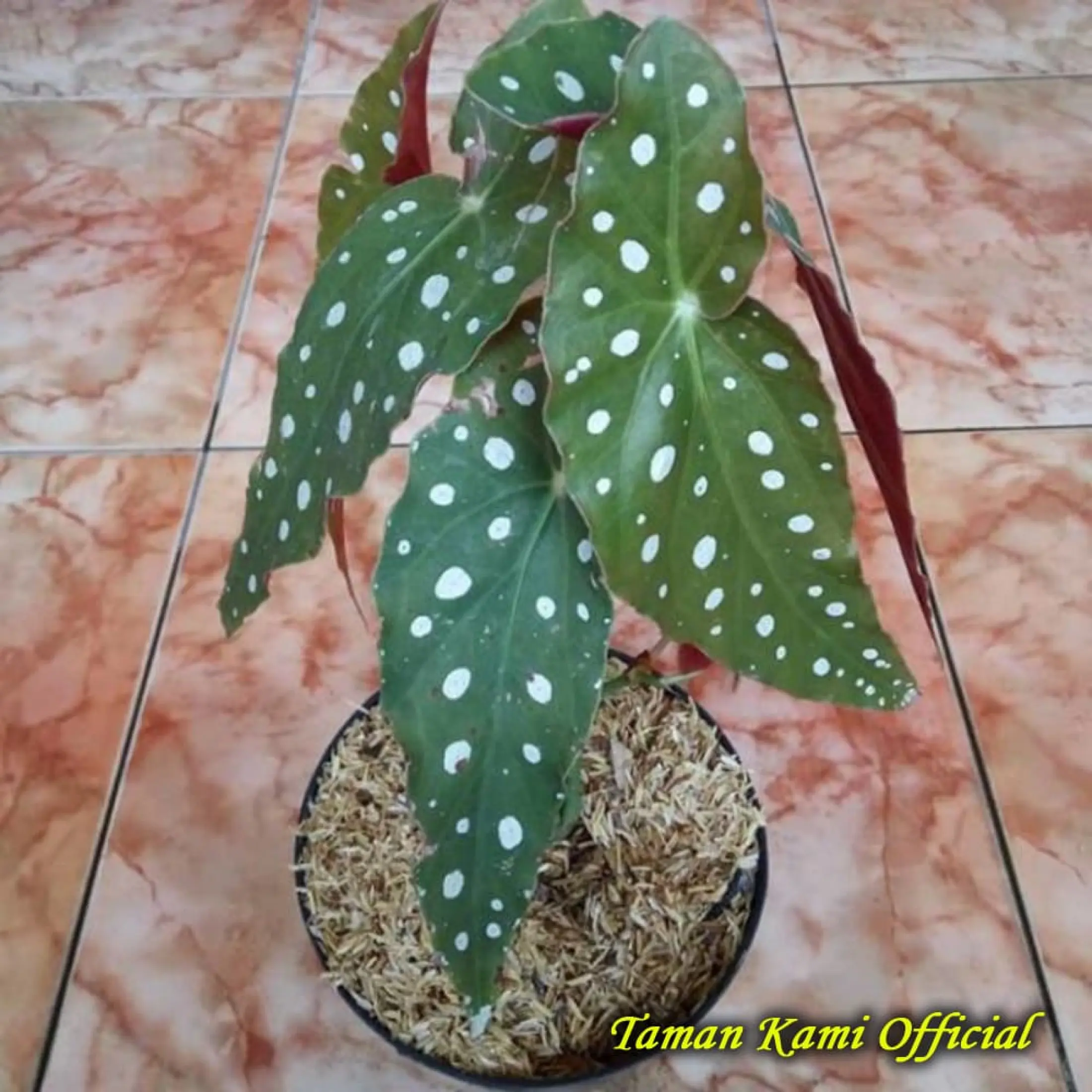 Tanaman hias begonia maculata tanaman hias begonia polcadot ...