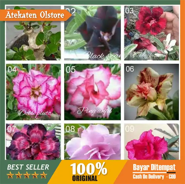 F6fxv02 10 Biji Benih Adenium Bunga Tumpuk Kamboja Jepang Flower Melayani Bayar Di Tempat Lazada Indonesia