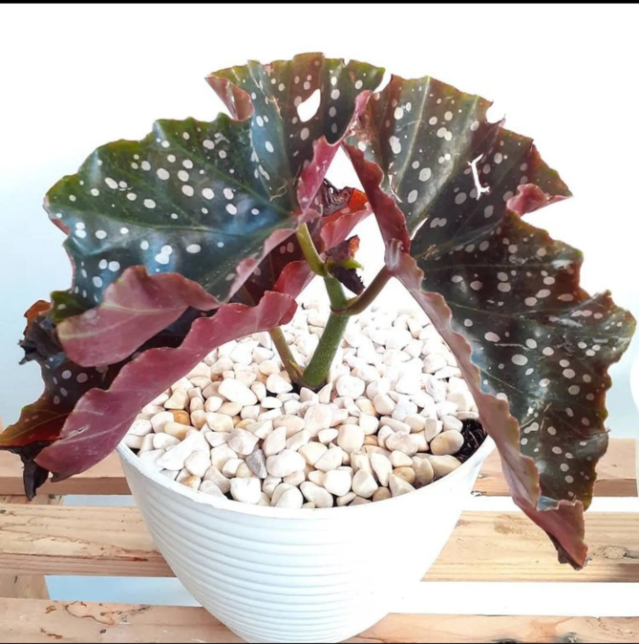 Tanaman Hias Begonia Maculata Polkadot Mocca begoni polkadot mocca ...
