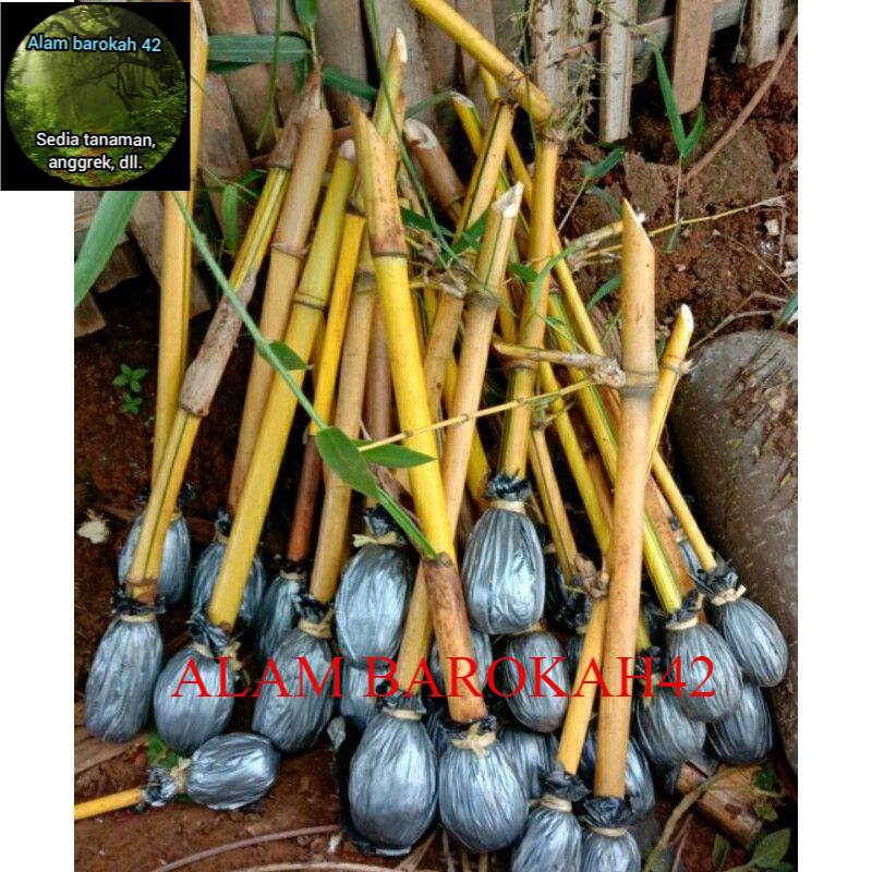Bambu Penjor Jual Bambu Penjor Terbaru Indonesia Bambu Hoki