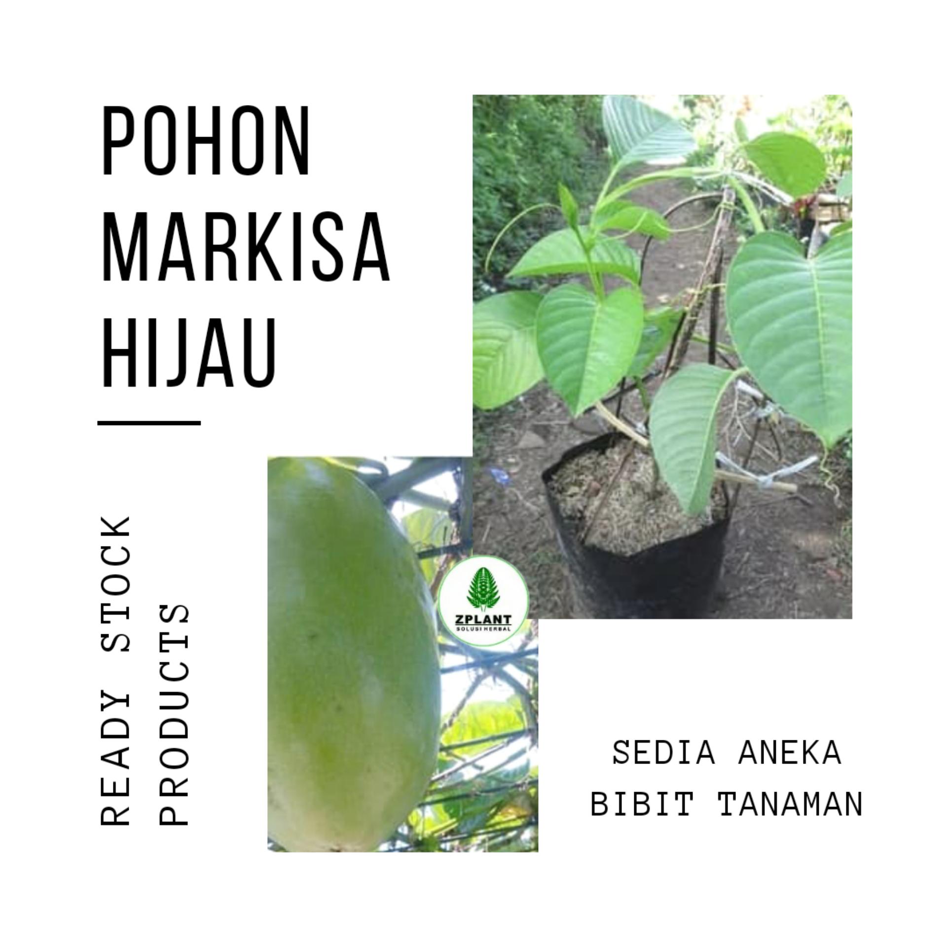 Bibit Pohon Markisa Ungu Markisa Manis Lazada Indonesia