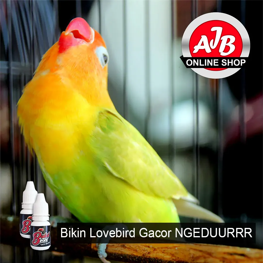 Budal Birahi Vitamin Herbal Bikin Burung Lovebird Gacor Konslet Berdurasi Bisa Untuk Balibu Dewasa Jantan Dan Betina Lazada Indonesia