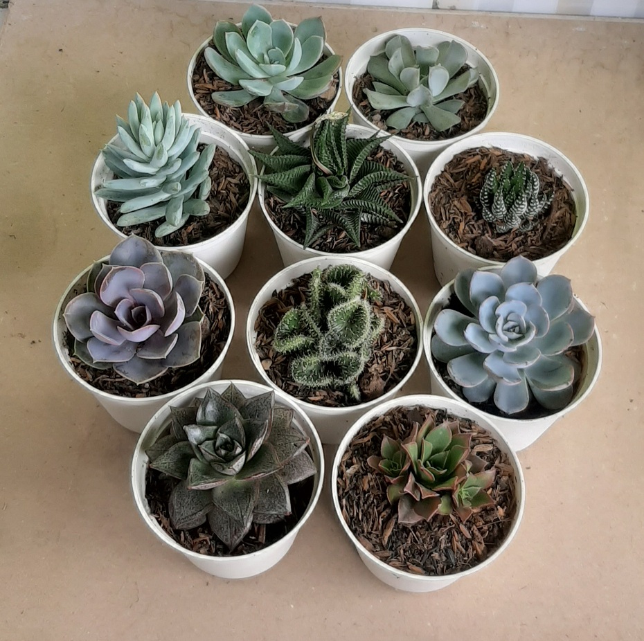 paket tanaman kaktus sukulen 10 plus pot putih