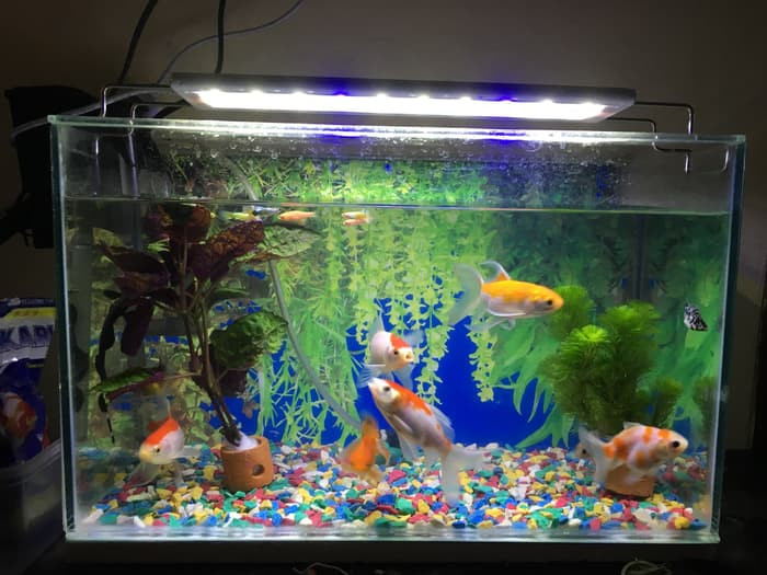  Harga  Aquarium  4 Kaki 24 Harga  Kaki Meja Femarg Lino 