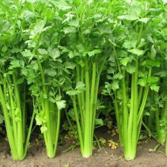 	 SELEDRI 400 biji bibit seed seeds Benih Seledri Amigo Cap Panah Merah Hidroponik Unggul - Bibit Tanaman Sayur Sayuran Seribuan TOKO999	