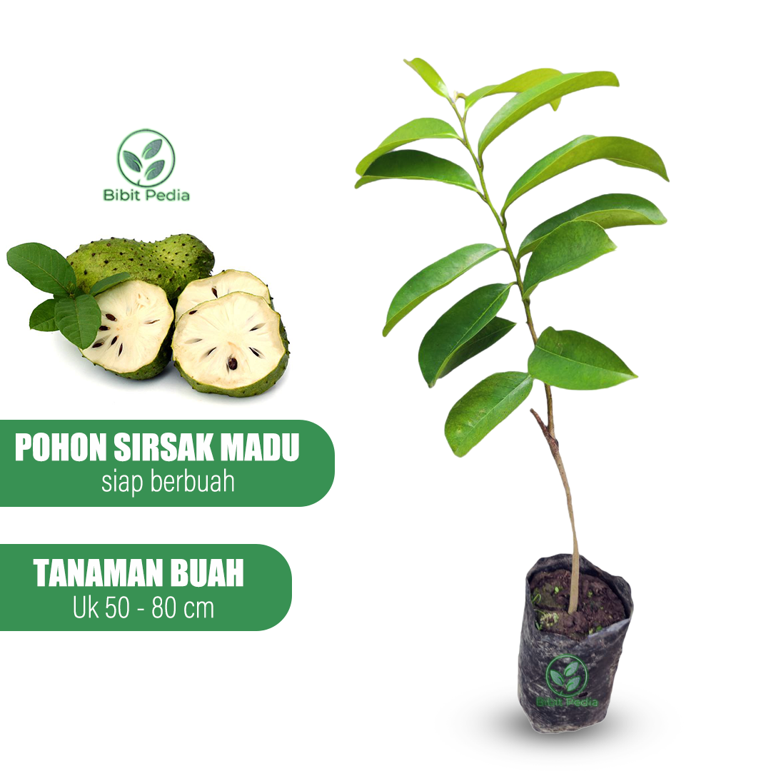 pohon sirsak dalam pot