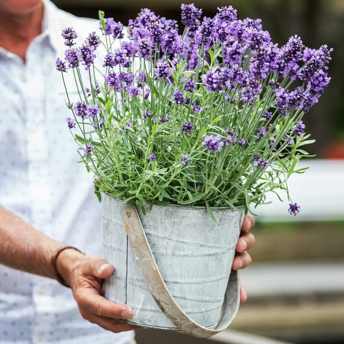 Jenis Tanaman Hias Lavender