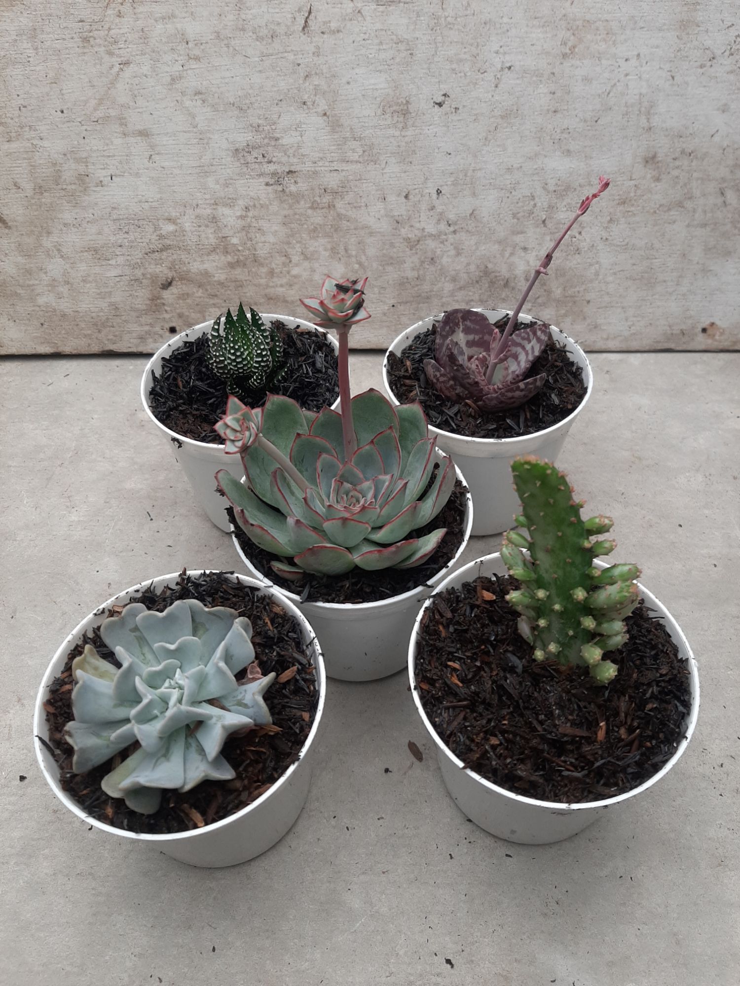 paket kaktus jenis sukulen 5 pot putih