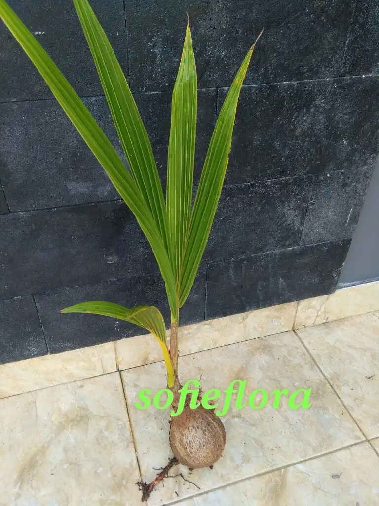 Jual Bibit Pohon Kelapa Gading Kuning Lazada Indonesia