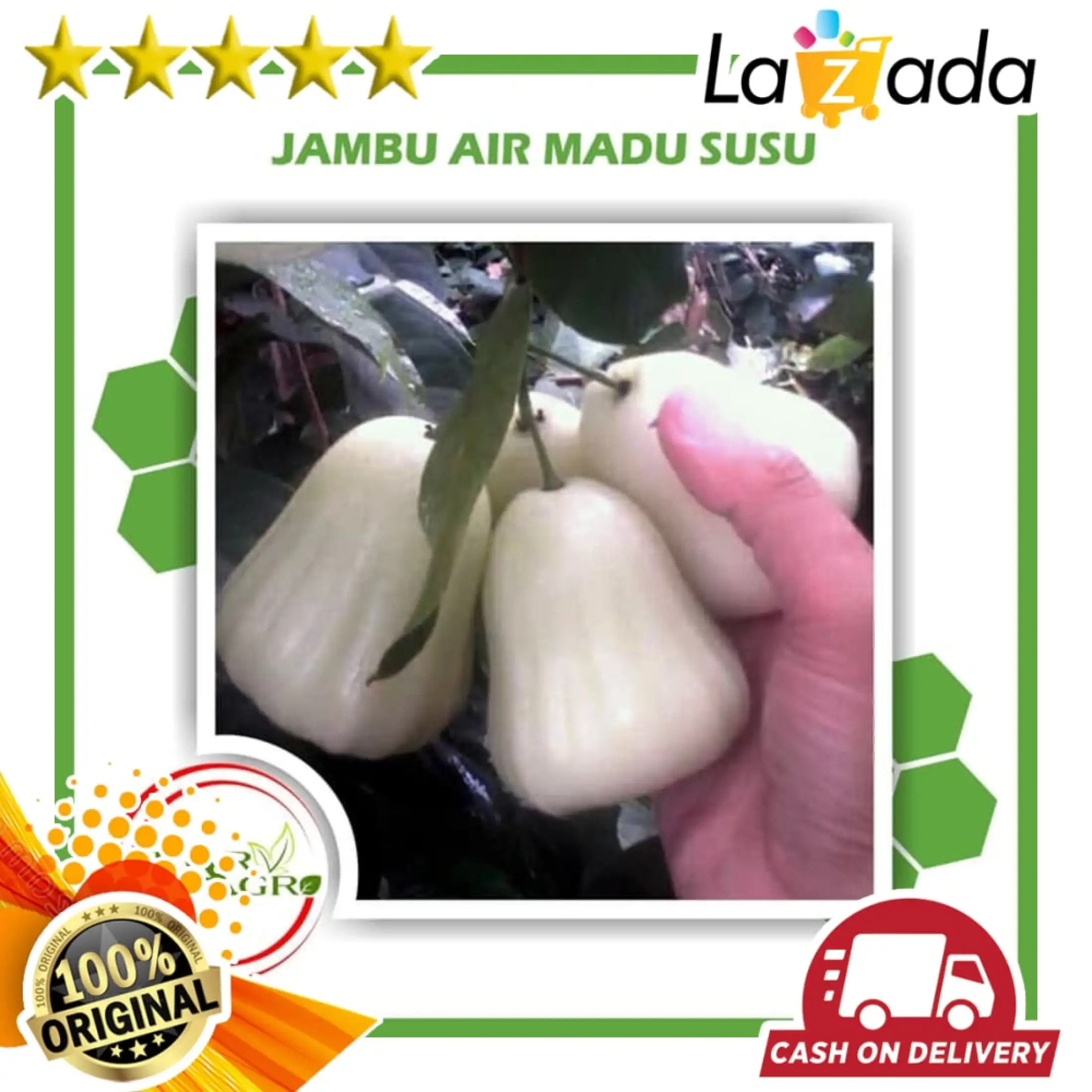 Bibit Tanaman Buah Jambu Air Madu Susu Lazada Indonesia