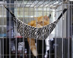 Harga hewan kotawaringin timur Harga hewan kotawaringin timur