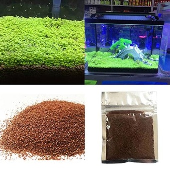 Gambar Bluelans(R) Fish Tank Aquarium Plant Seeds Aquatic Water Grass Decor Garden Foreground Plant 1bag   intl