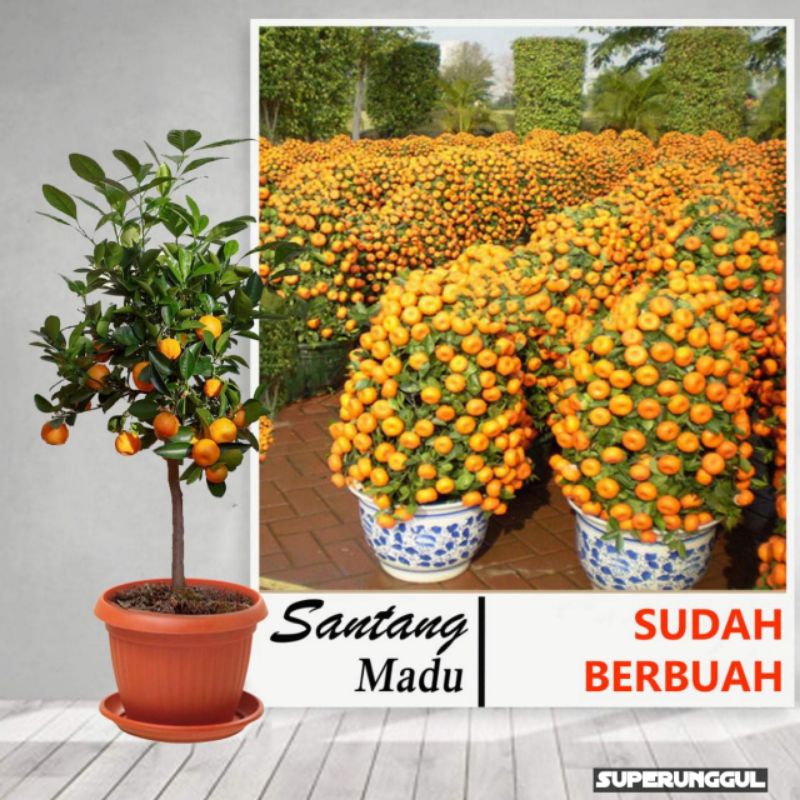 	 Bibit Jeruk santang Madu Sudah Berbuah Asli Original Bisa Cod	