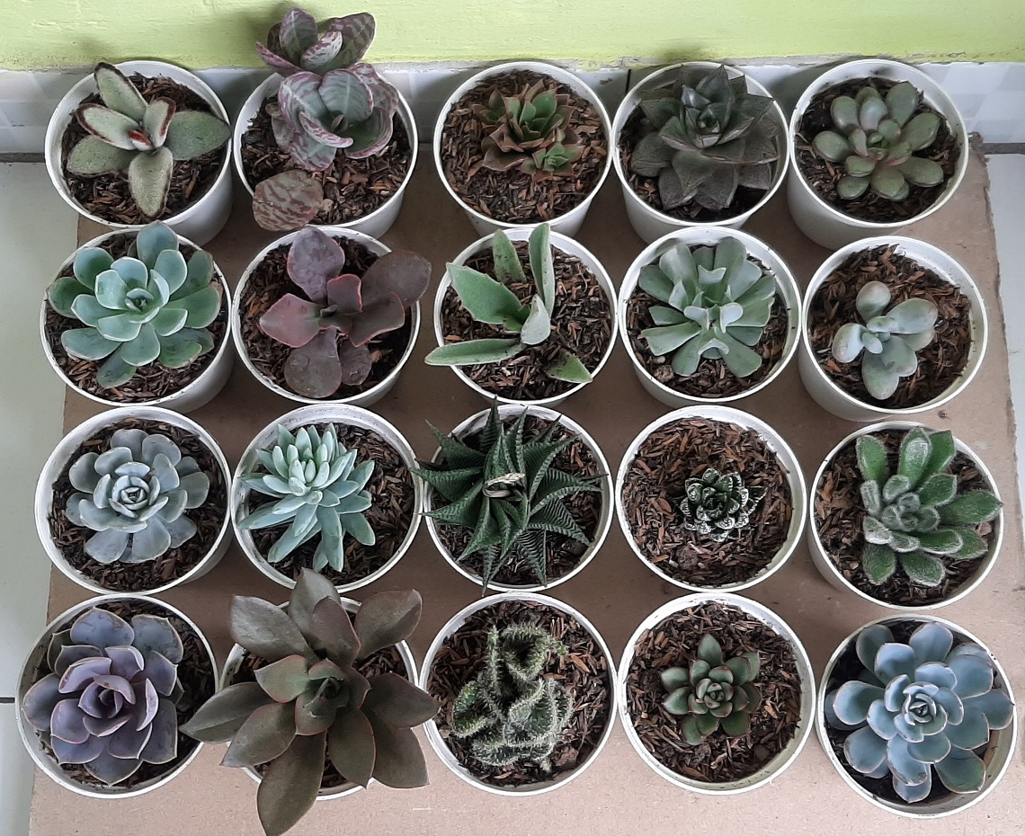 paket tanaman kaktus sukulen 20 plus 20 pot putih
